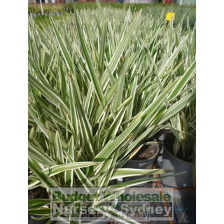 Dianella Hybrid Variegated (Flax Lily) 140Mm Default Type