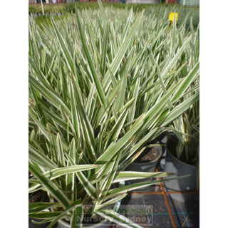 Dianella Hybrid Variegated (Flax Lily) 200Mm Default Type