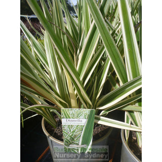 Dianella Hybrid Variegated (Flax Lily) 200Mm Default Type