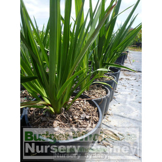 Dianella Longifolia 140Mm Pot Plants