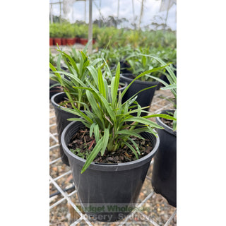 Dianella Revoluta 140mm pot - Plants