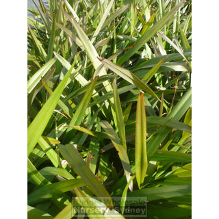 Dianella Tas Blaze (Flax Lily) 140Mm Default Type