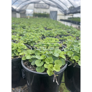 Dichondra Emerald Falls 140Mm / 100Mm Pot Plants