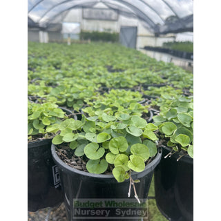 Dichondra Emerald Falls 140Mm / 100Mm Pot Plants