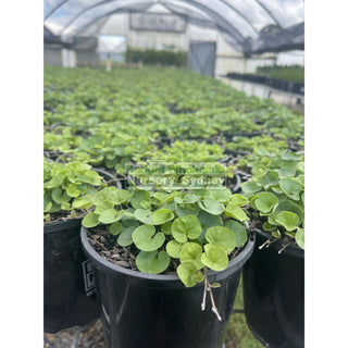 Dichondra Emerald Falls 140Mm / 100Mm Pot Plants