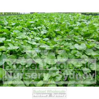 Dichondra Repens 140Mm Pot Plants