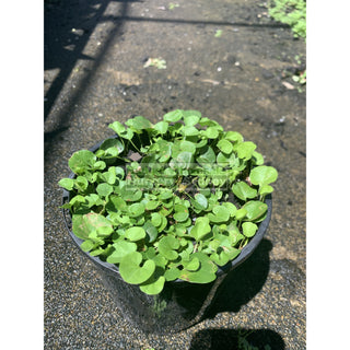 Dichondra Repens 140Mm Pot Plants