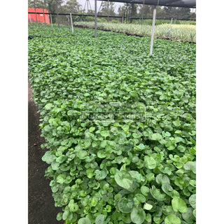 Dichondra Repens 140Mm Pot Plants