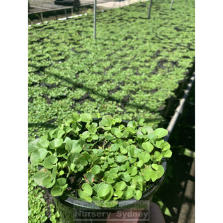 Dichondra Repens 140Mm Pot Plants