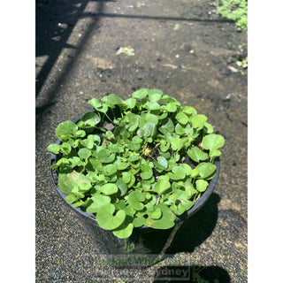 Dichondra Repens 140Mm Pot Plants