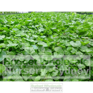 Dichondra Repens 140Mm Pot Plants