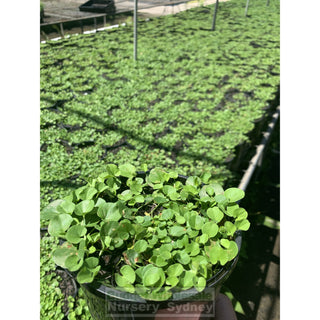 Dichondra Repens 140Mm Pot Plants