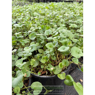 Dichondra Repens 140mm / 100mm Pot Plants