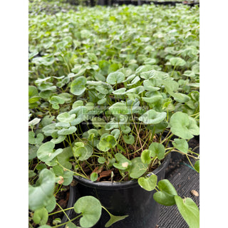 Dichondra Repens 140mm / 100mm Pot Plants