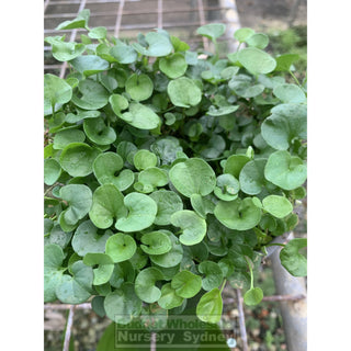 Dichondra Repens 140Mm Pot Plants