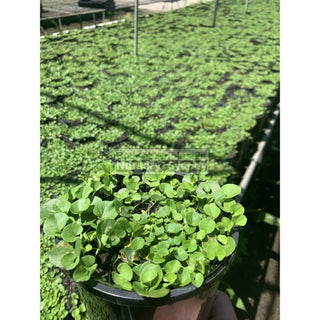 Dichondra Repens 140Mm Pot Plants