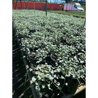 Dichondra Silver Falls 140Mm Pot Plants