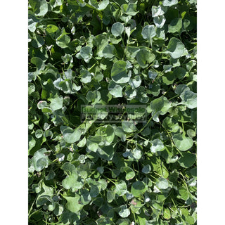 Dichondra Silver Falls 140Mm Pot Plants