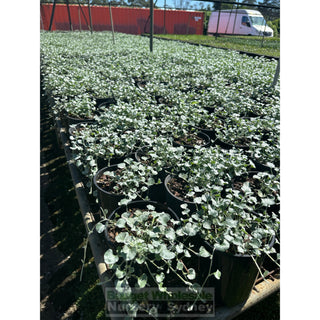 Dichondra Silver Falls 140Mm Pot Plants