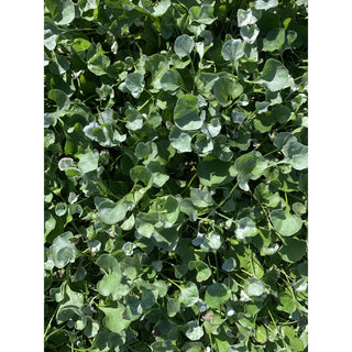 Dichondra Silver Falls 140Mm Pot Plants