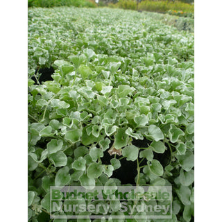 Dichondra Silver Falls 140Mm Pot Plants