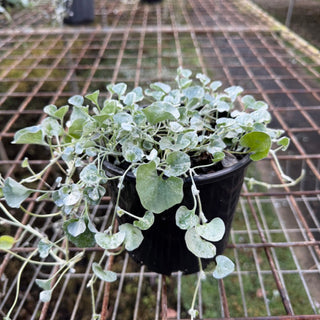 Dichondra Silver Falls 140mm Pot - Plants