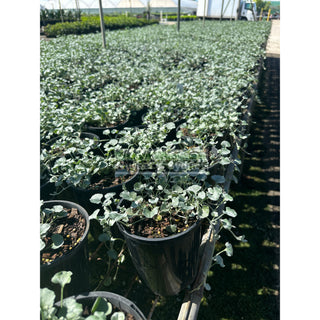 Dichondra Silver Falls 140Mm Pot Plants