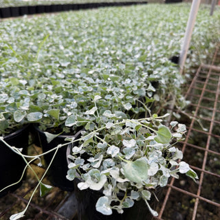 Dichondra Silver Falls 140mm Pot - Plants