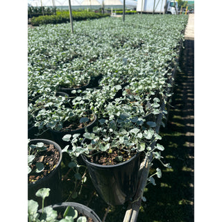 Dichondra Silver Falls 140Mm Pot Plants