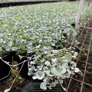 Dichondra Silver Falls 140mm Pot - Plants