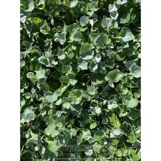 Dichondra Silver Falls 140Mm Pot Plants