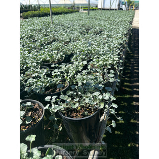 Dichondra Silver Falls 140Mm Pot Plants