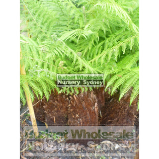 Dicksonia Antarctica Australian Soft Fern Tree 60Cm Trunks Default Type