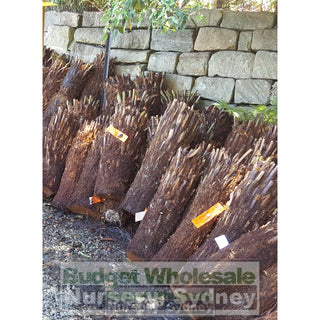 Dicksonia Antarctica Australian Soft Fern Tree Xlarge 800Mm To 1M Trunk Default Type