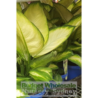 Dieffenbachia Tropic Marianne (Dumb Cane) 175Mm Default Type