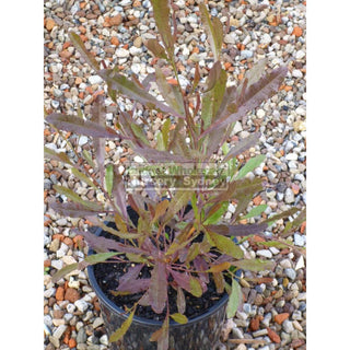 Dodonaea Viscosa Purple. Australian Native 200Mm Pot. Plants