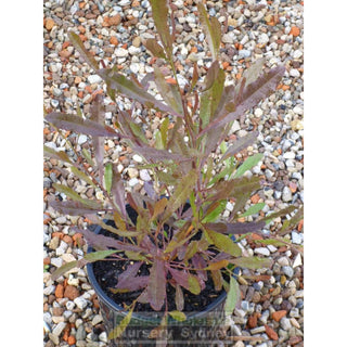 Dodonaea Viscosa Purple. Australian Native 200Mm Pot. Plants