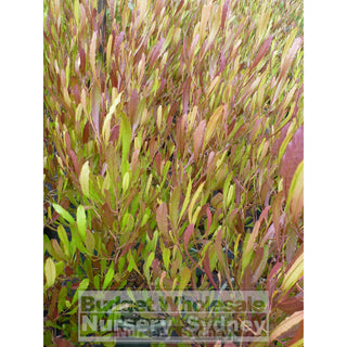 Dodonaea Viscosa Purple. Australian Native 200Mm Pot. Plants