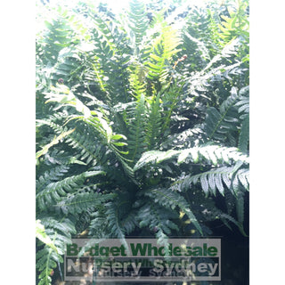 Doodia Aspera 140Mm Pots Prickly Rasp Fern Default Type