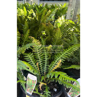 Doodia aspera 200mm Pots Prickly Rasp Fern Default type