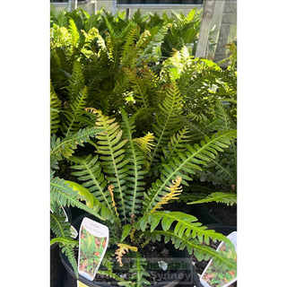 Doodia aspera 200mm Pots Prickly Rasp Fern Default type