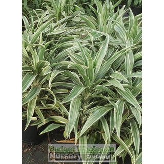 Dracaena Deremensis 250Mm Default Type
