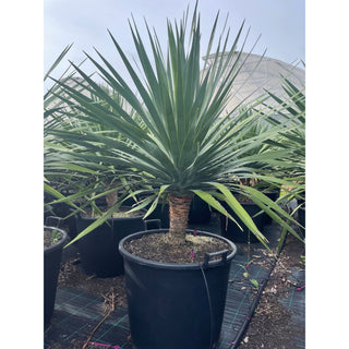 Dracaena Draco Dragon Tree 110Lt Pot Default Type