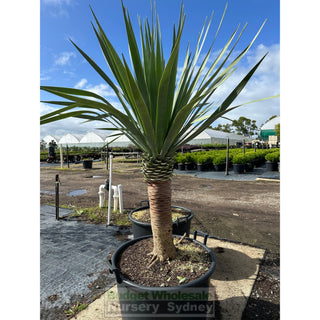 Dracaena draco Dragon Tree 110Lt pot Default type