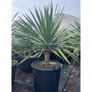 Dracaena Draco Dragon Tree 110Lt Pot Default Type