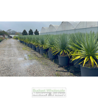 Dracaena Draco Dragon Tree 110Lt Pot Default Type
