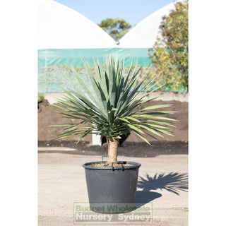 Dracaena Draco Dragon Tree 110Lt Pot Default Type