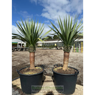 Dracaena draco Dragon Tree 110Lt pot Default type