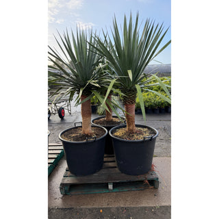 Dracaena draco Dragon Tree 110Lt pot - Default type
