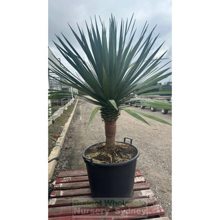 Dracaena Draco Dragon Tree 110Lt Pot Default Type